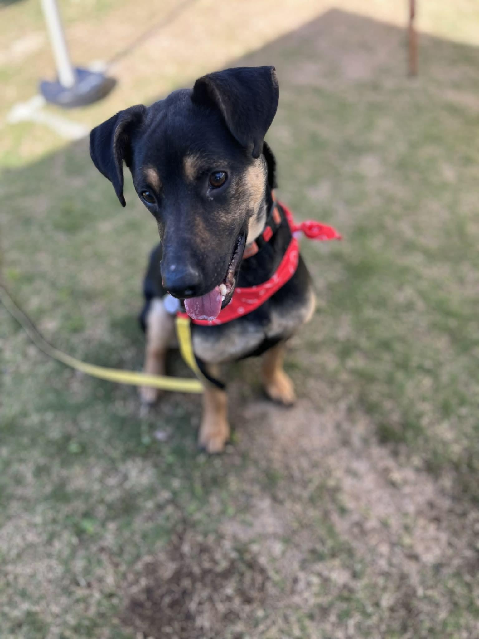 Enlarge Levi, an adopted mixed breed in Poway, CA image 3/4