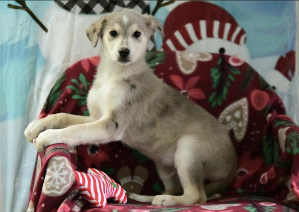 Enlarge Glory, a Adoptable mixed breed in Cheektowaga, NY image 1/1