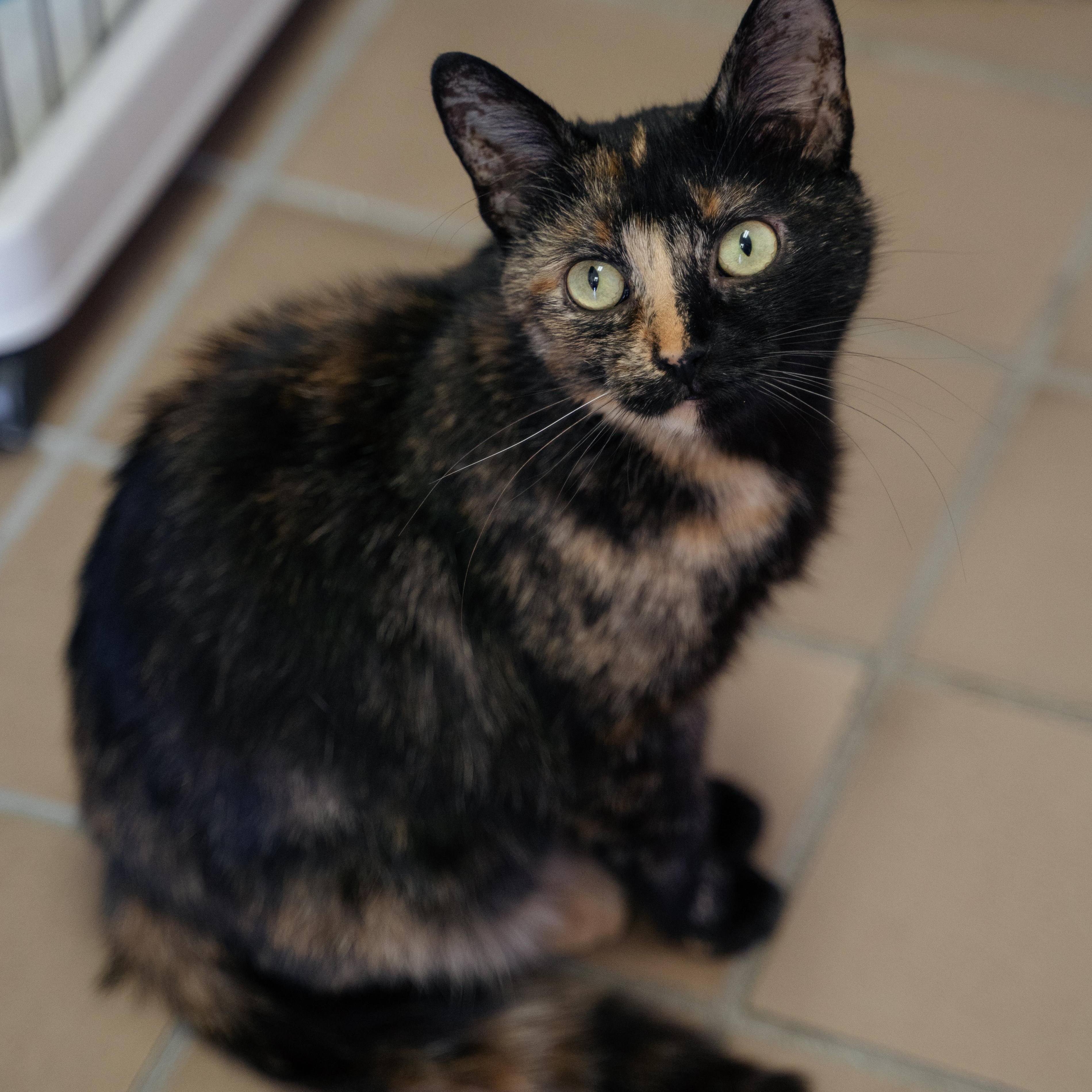 Clarabelle, a Adoptable Domestic Short Hair in Wantagh, NY image 2/4
