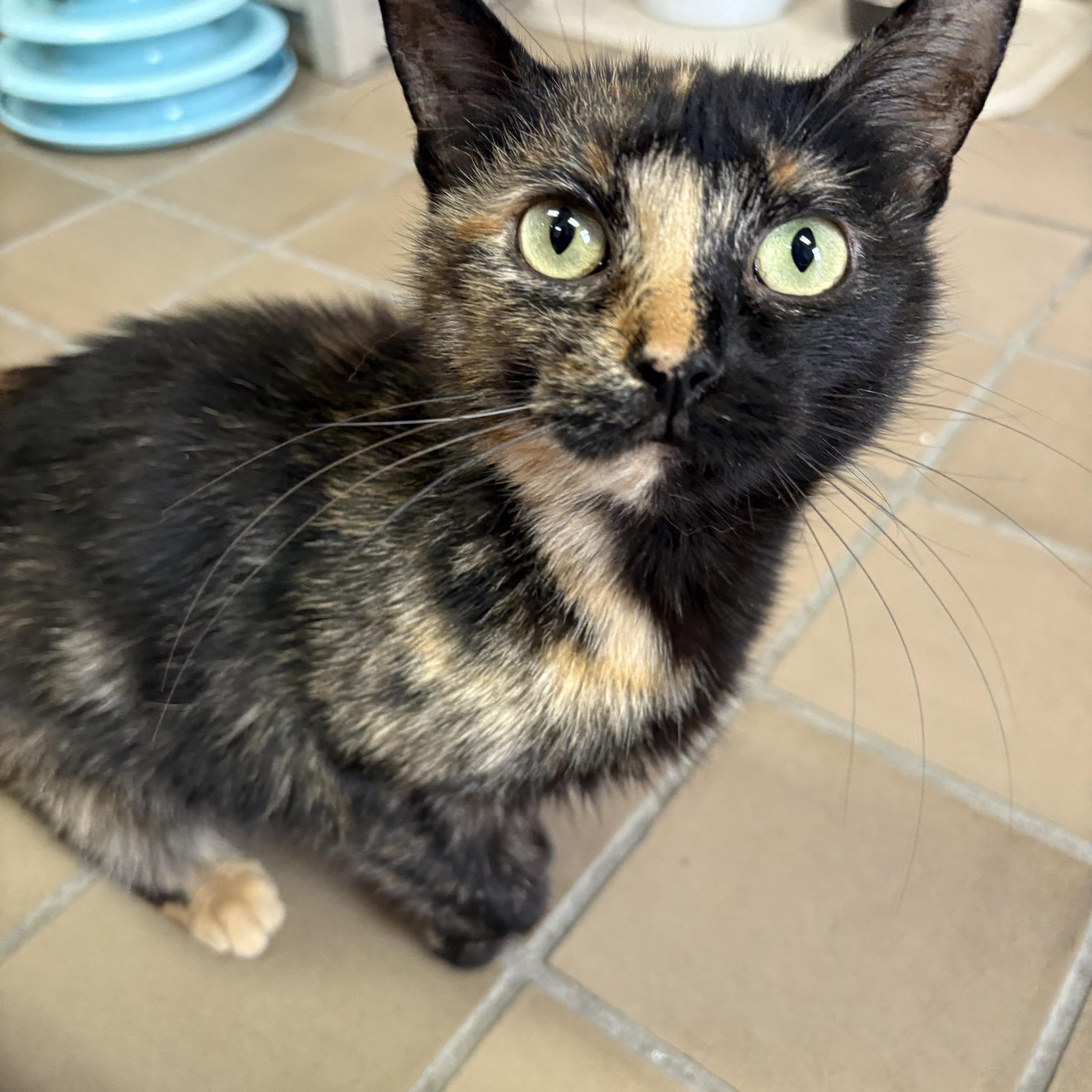 Clarabelle, a Adoptable Domestic Short Hair in Wantagh, NY image 3/4