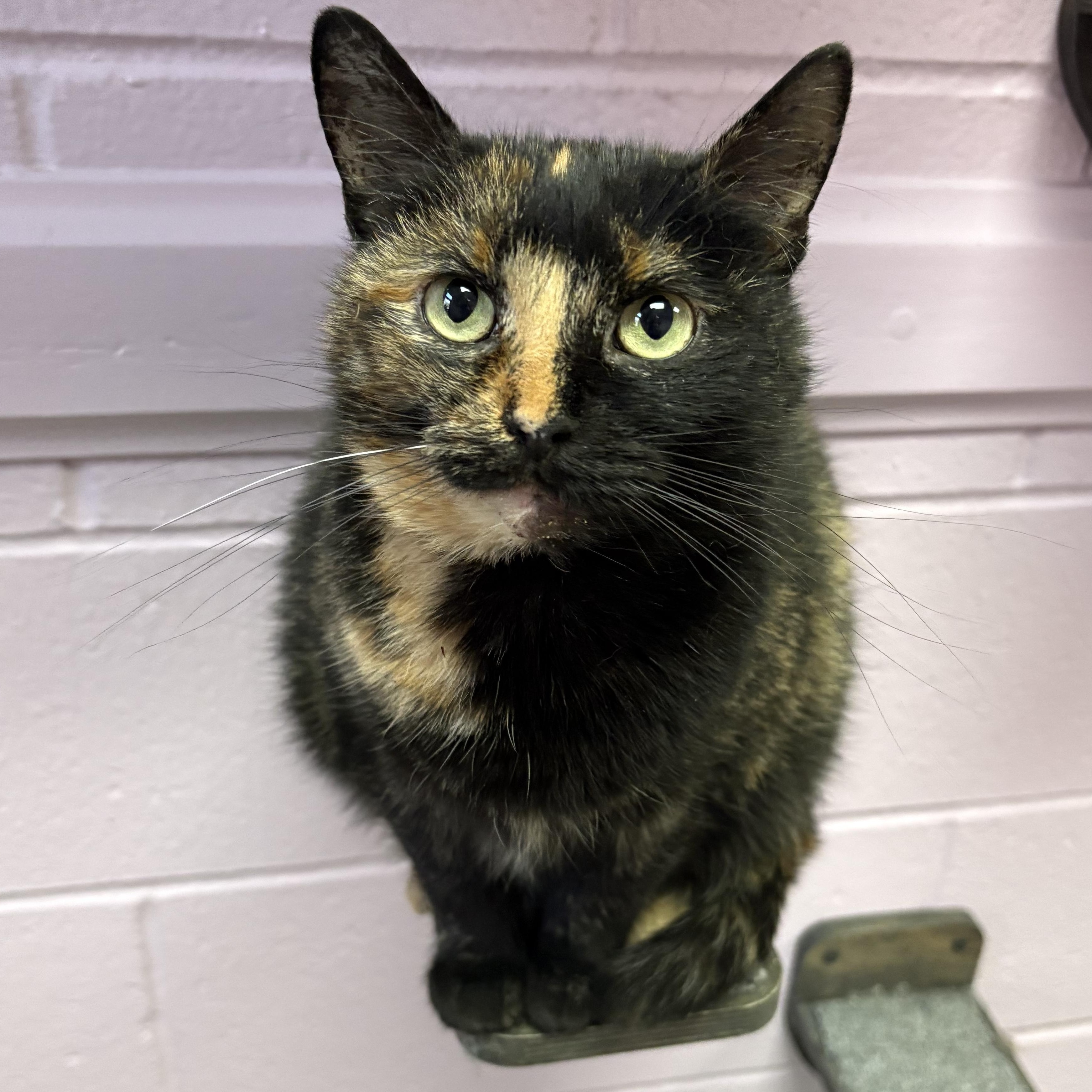 Enlarge Clarabelle, a Adoptable Domestic Short Hair in Wantagh, NY image 1/5