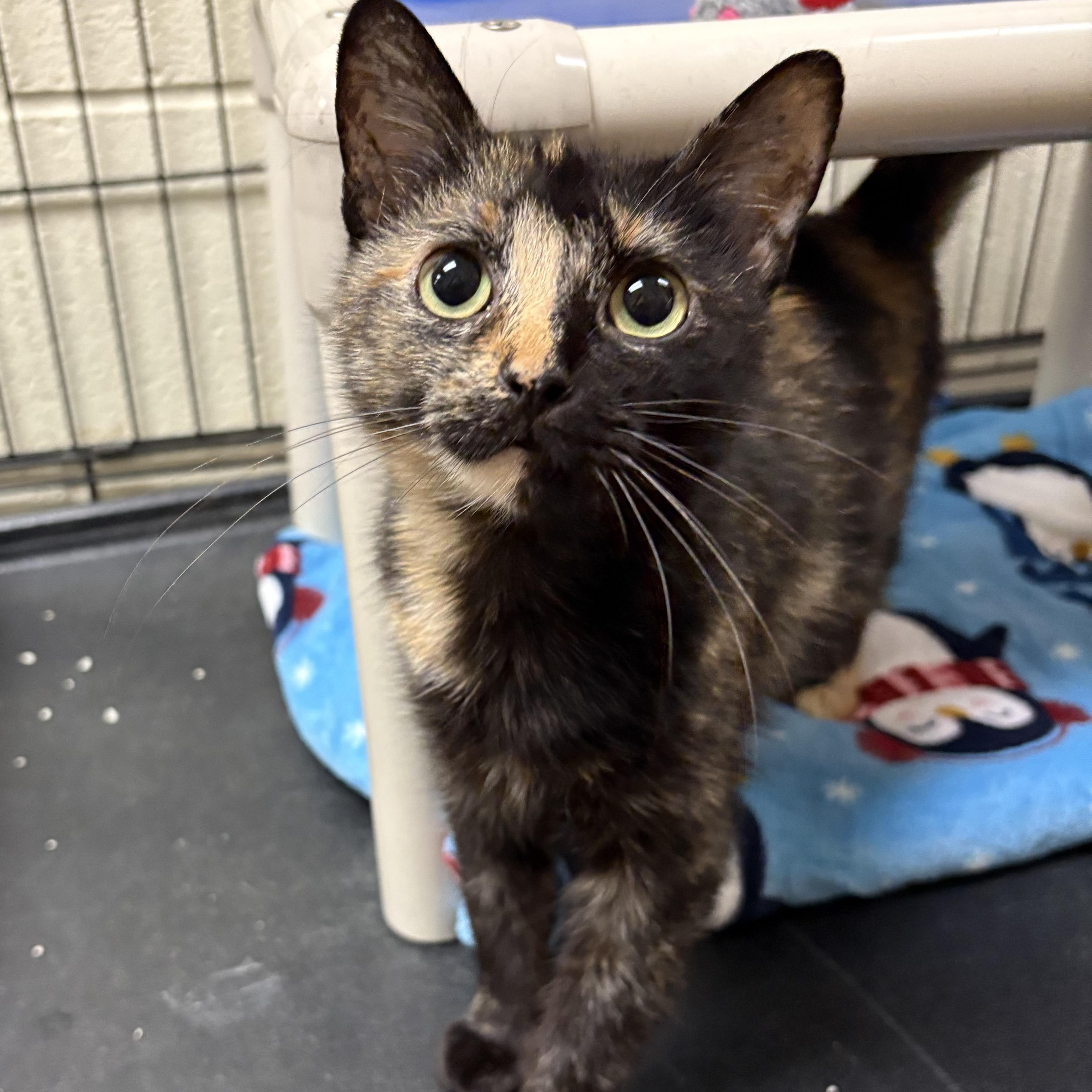Clarabelle, a Adoptable Domestic Short Hair in Wantagh, NY image 4/4
