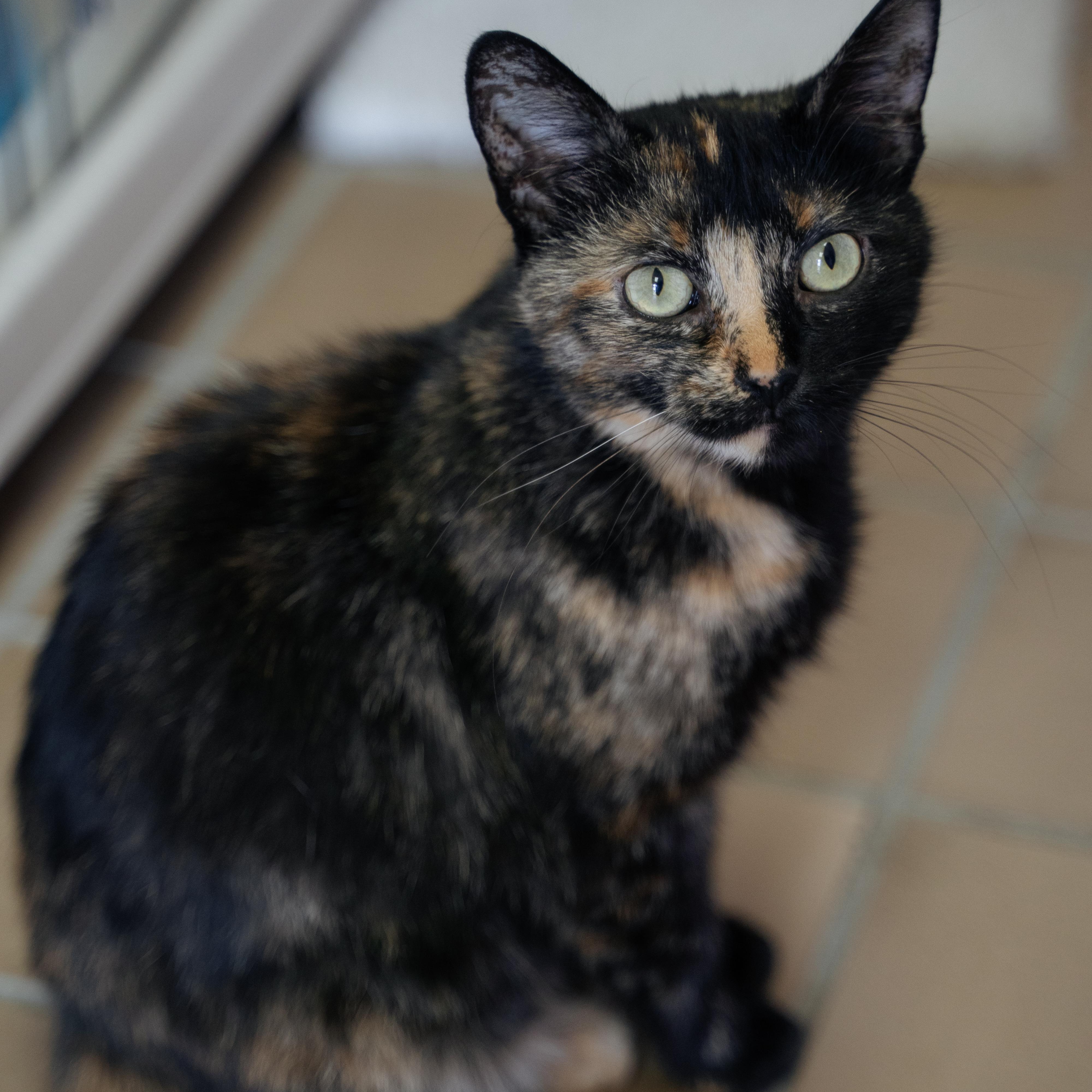 Clarabelle, Adoptable, Young Female Domestic Short Hair.