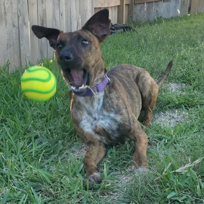 Enlarge Ezzy, a Adoptable mixed breed in Bryan, TX image 1/3