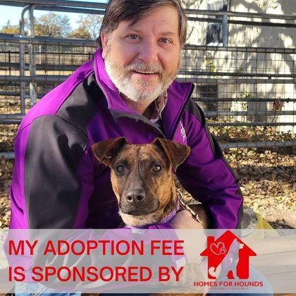 Enlarge Ezzy, a Adoptable mixed breed in Bryan, TX image 2/3