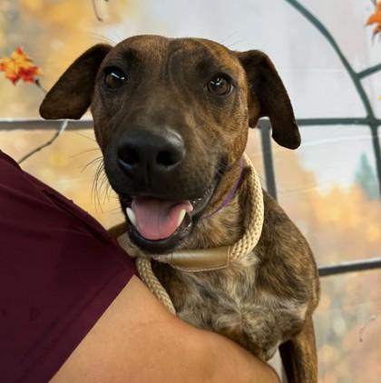 Enlarge Ezzy, a Adoptable mixed breed in Bryan, TX image 3/3