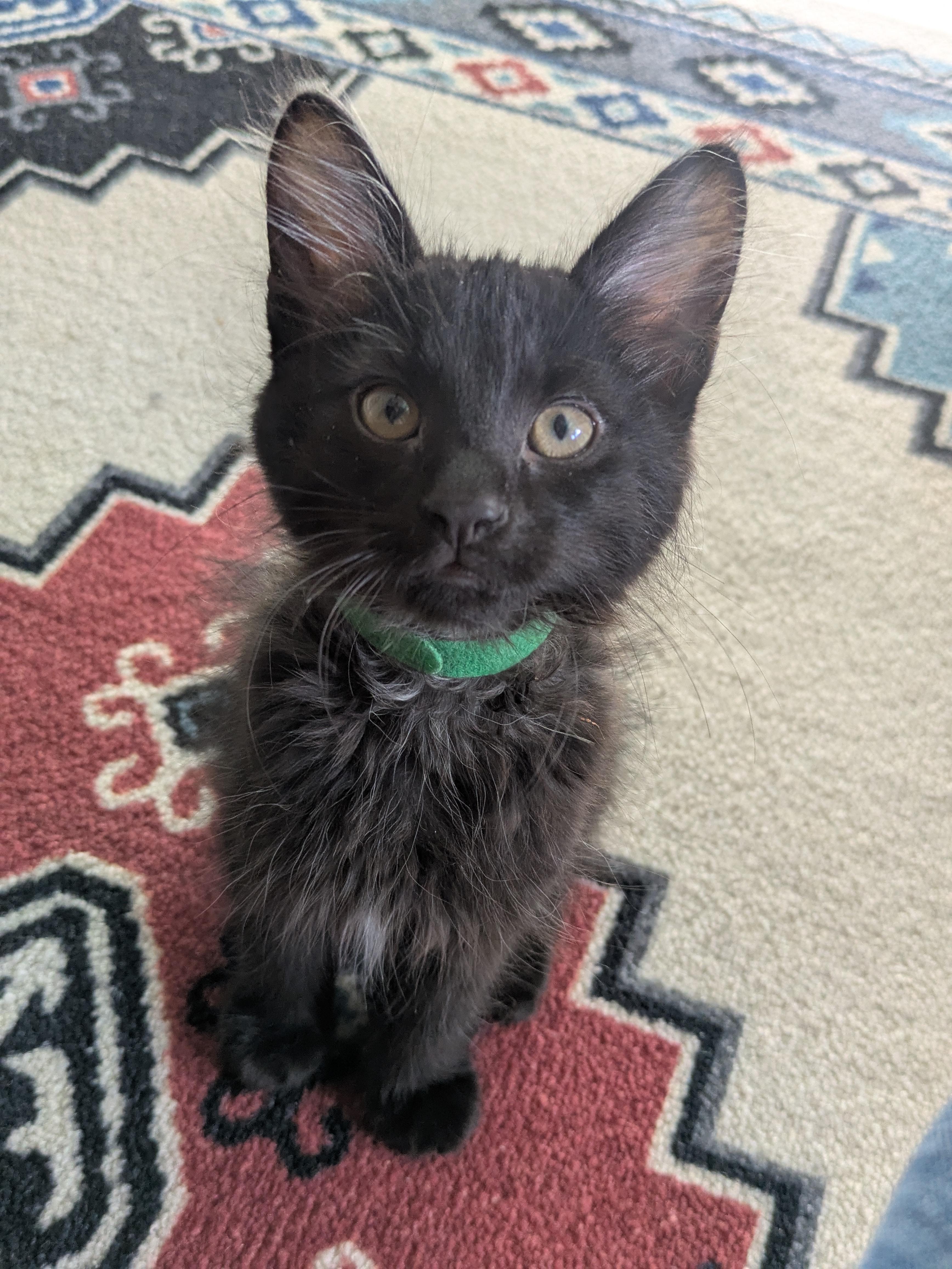 Tucker - Sweet, silly, and oh-so-snuggly!