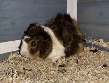 Cheese Whiz, Adoptable, Young Male Guinea Pig.