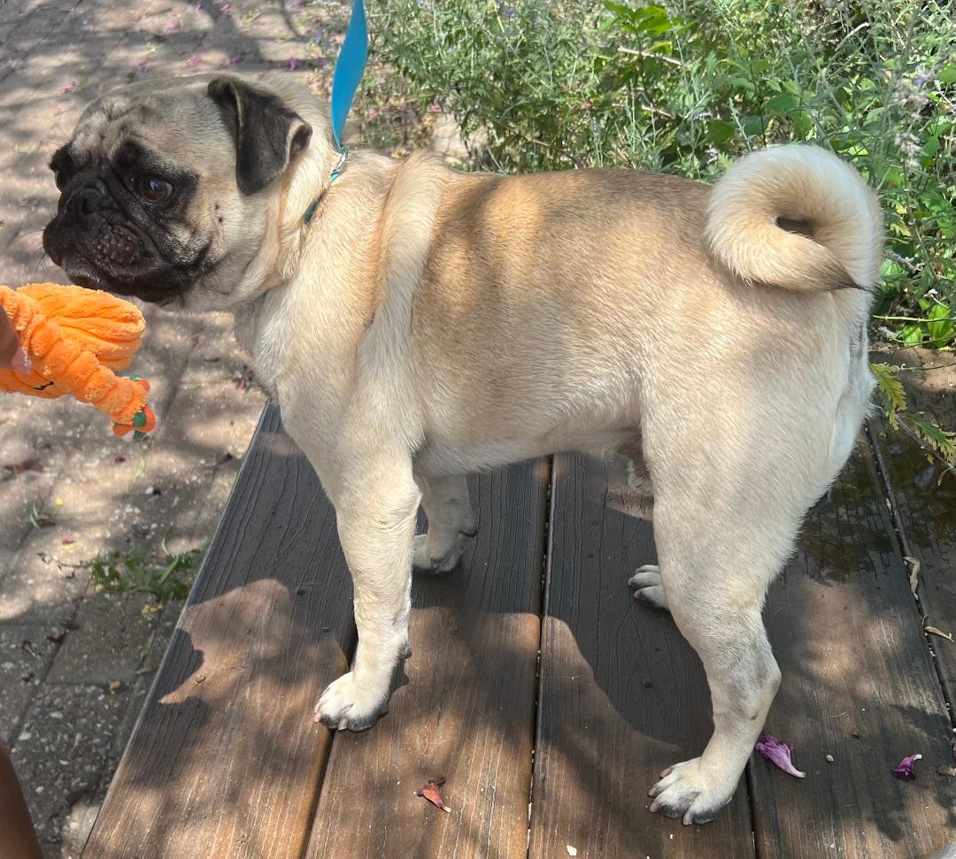 Nigel, Adopted, Adult Male Pug.