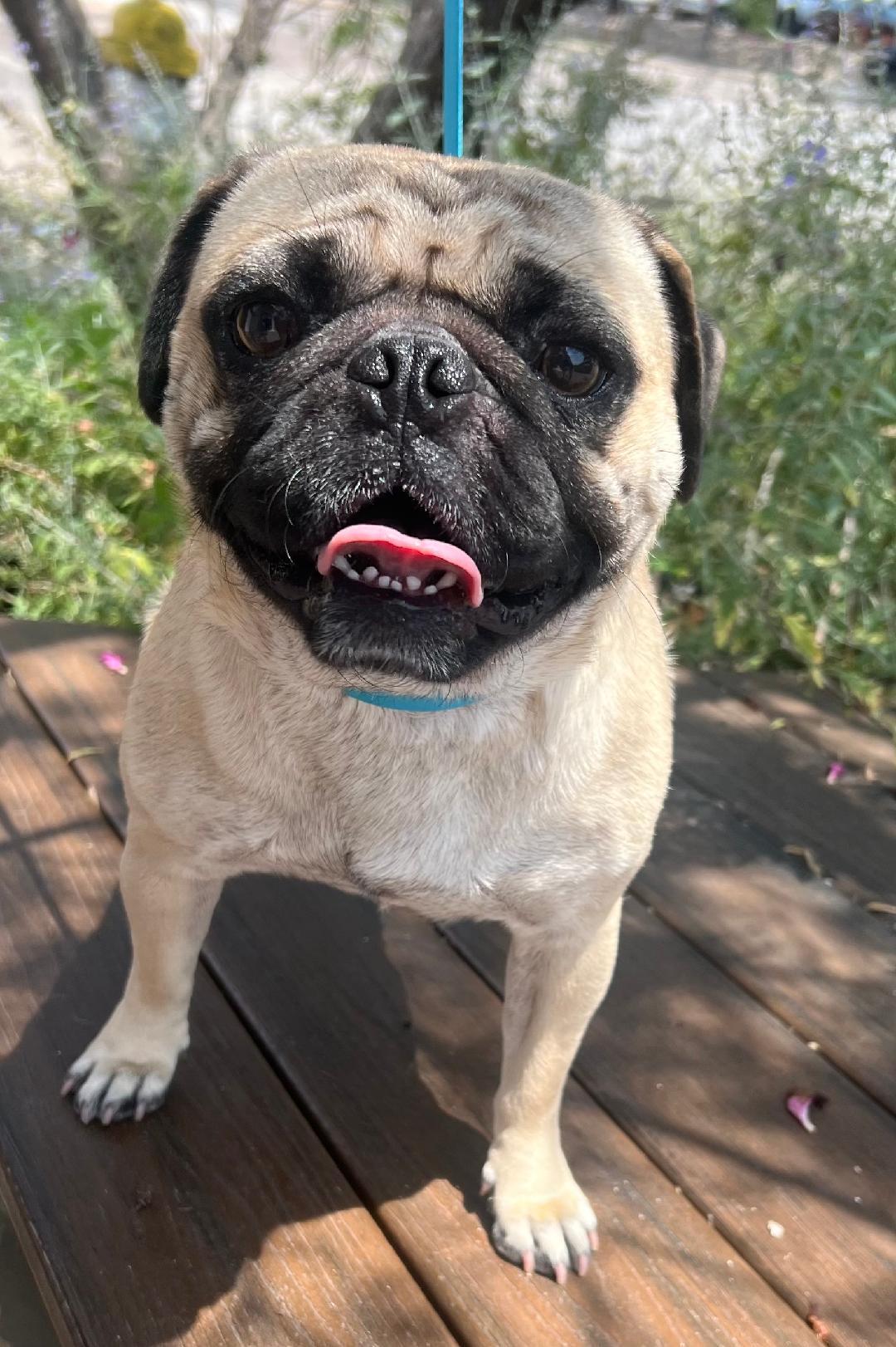 Enlarge Nigel, a Adopted Pug in Carrollton, TX image 2/3