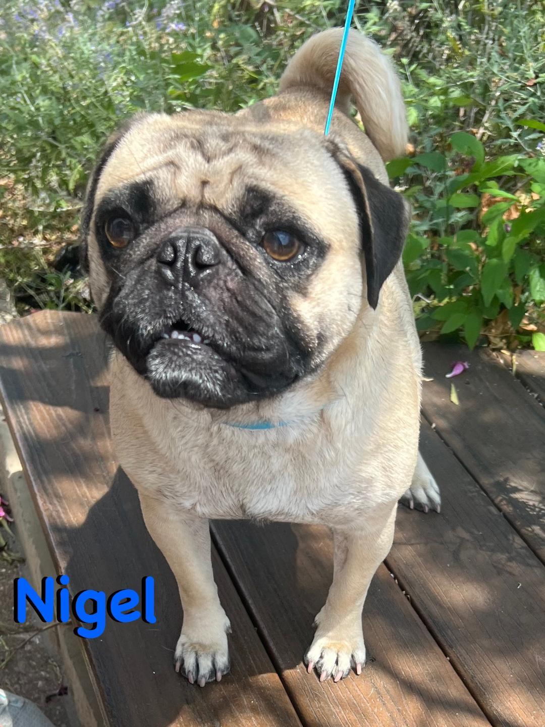 Enlarge Nigel, a Adopted Pug in Carrollton, TX image 3/3