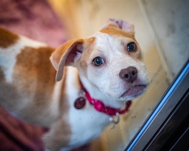 LILLIANA, Adoptable, Puppy Female Australian Cattle Dog / Blue Heeler & Mixed Breed.