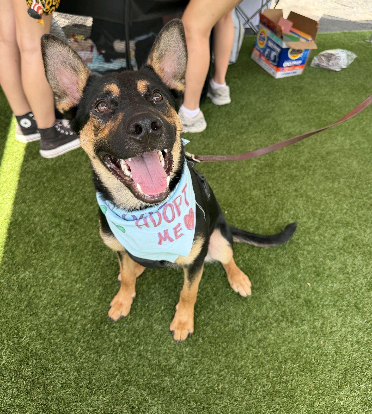 Enlarge Coop, a Adoptable mixed breed in Stanley, NC image 3/6