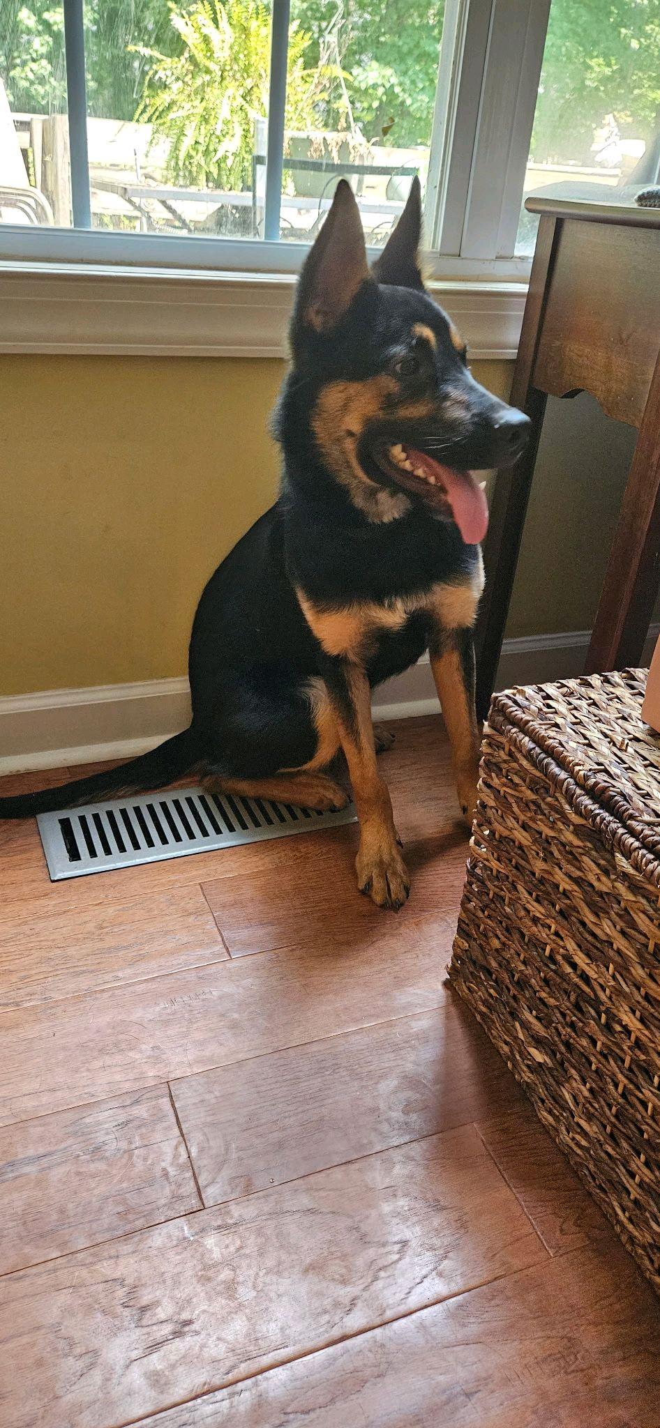 Enlarge Coop, a Adoptable mixed breed in Stanley, NC image 6/6