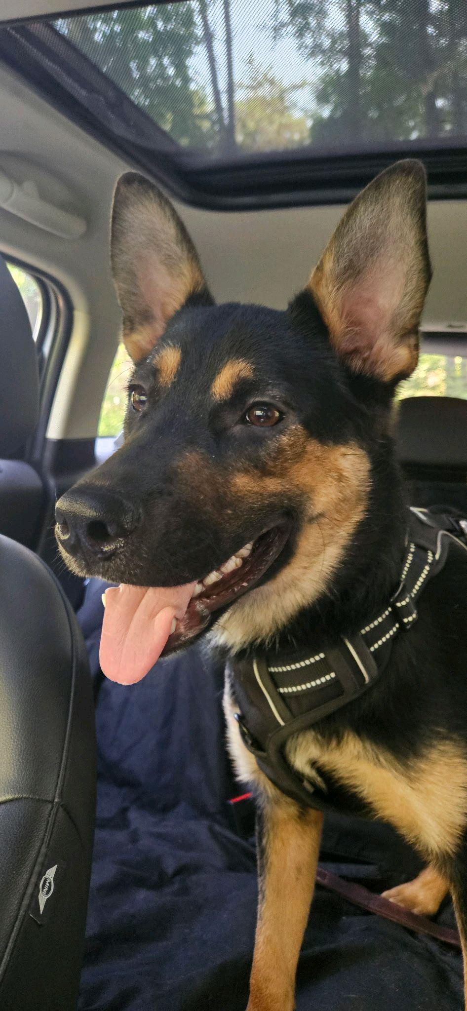Enlarge Coop, a Adoptable mixed breed in Stanley, NC image 1/6
