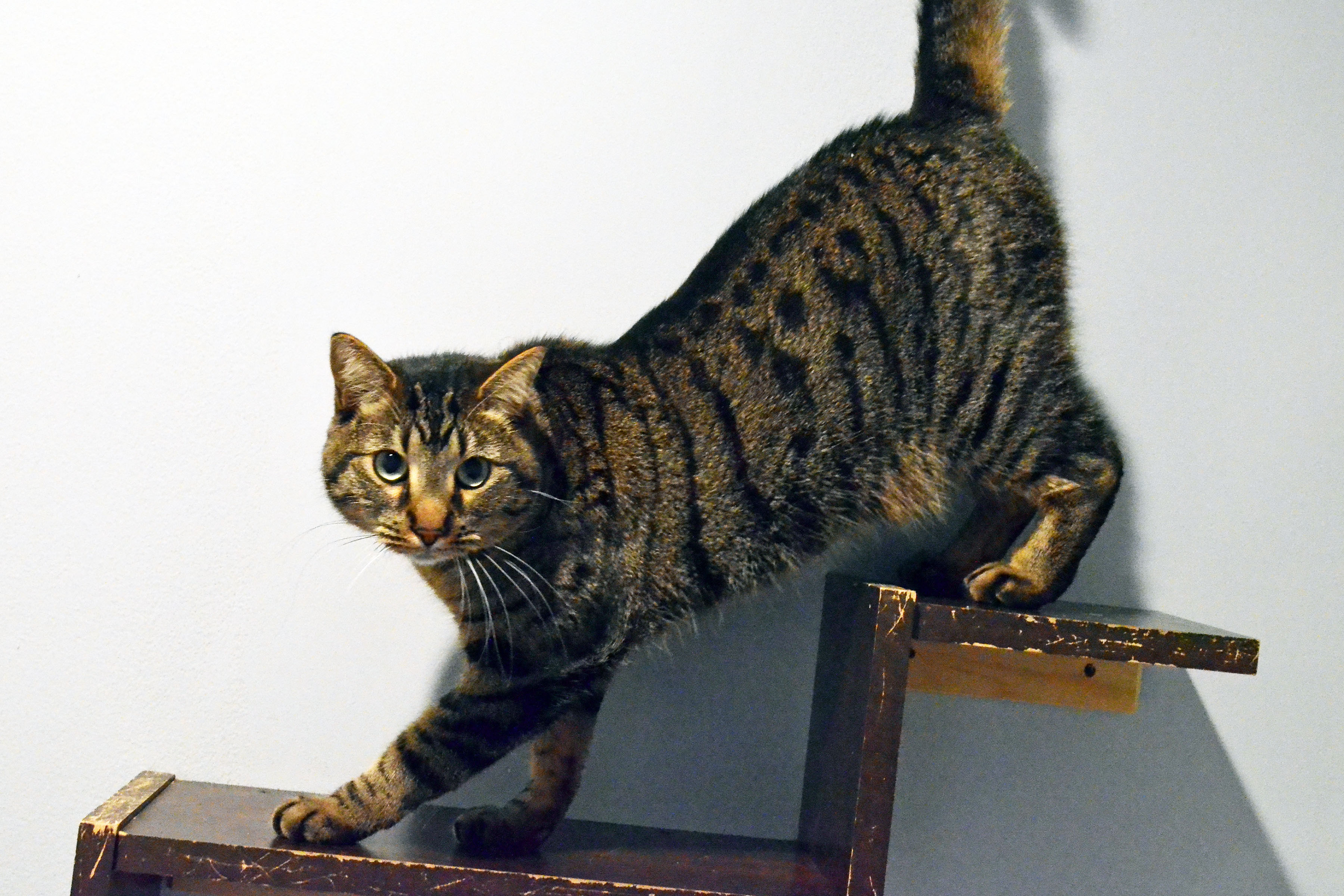 Enlarge Lincoln, a Adoptable Domestic Short Hair in Lincoln, NE image 1/1