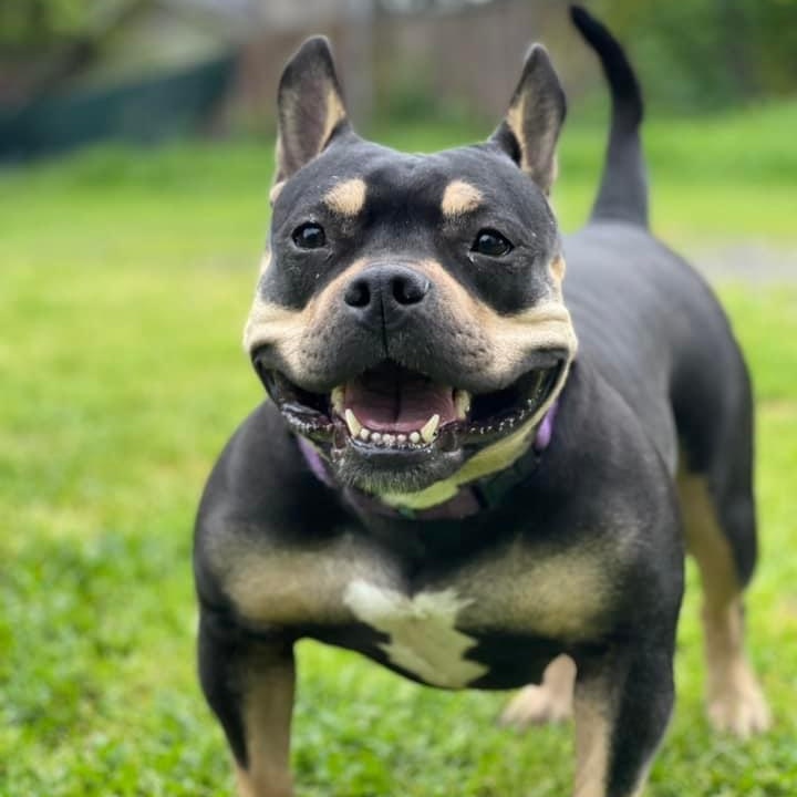 Martini, a ADOPTABLE mixed breed in Citrus Heights, CA image 1/6