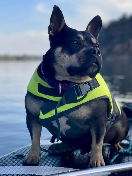 Enlarge Martini, a ADOPTABLE mixed breed in Citrus Heights, CA image 6/6