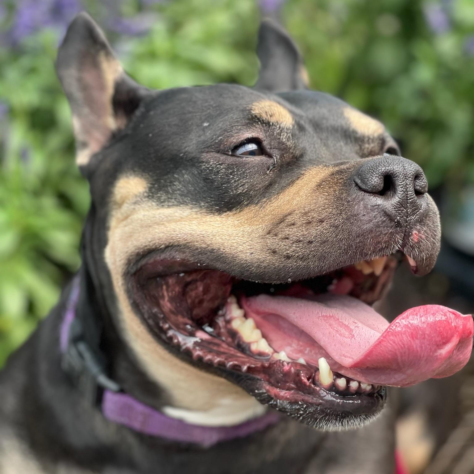 Martini, a ADOPTABLE mixed breed in Citrus Heights, CA image 2/6