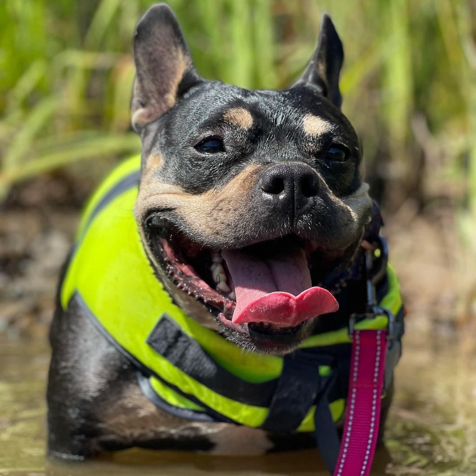 Martini, a ADOPTABLE mixed breed in Citrus Heights, CA image 3/6