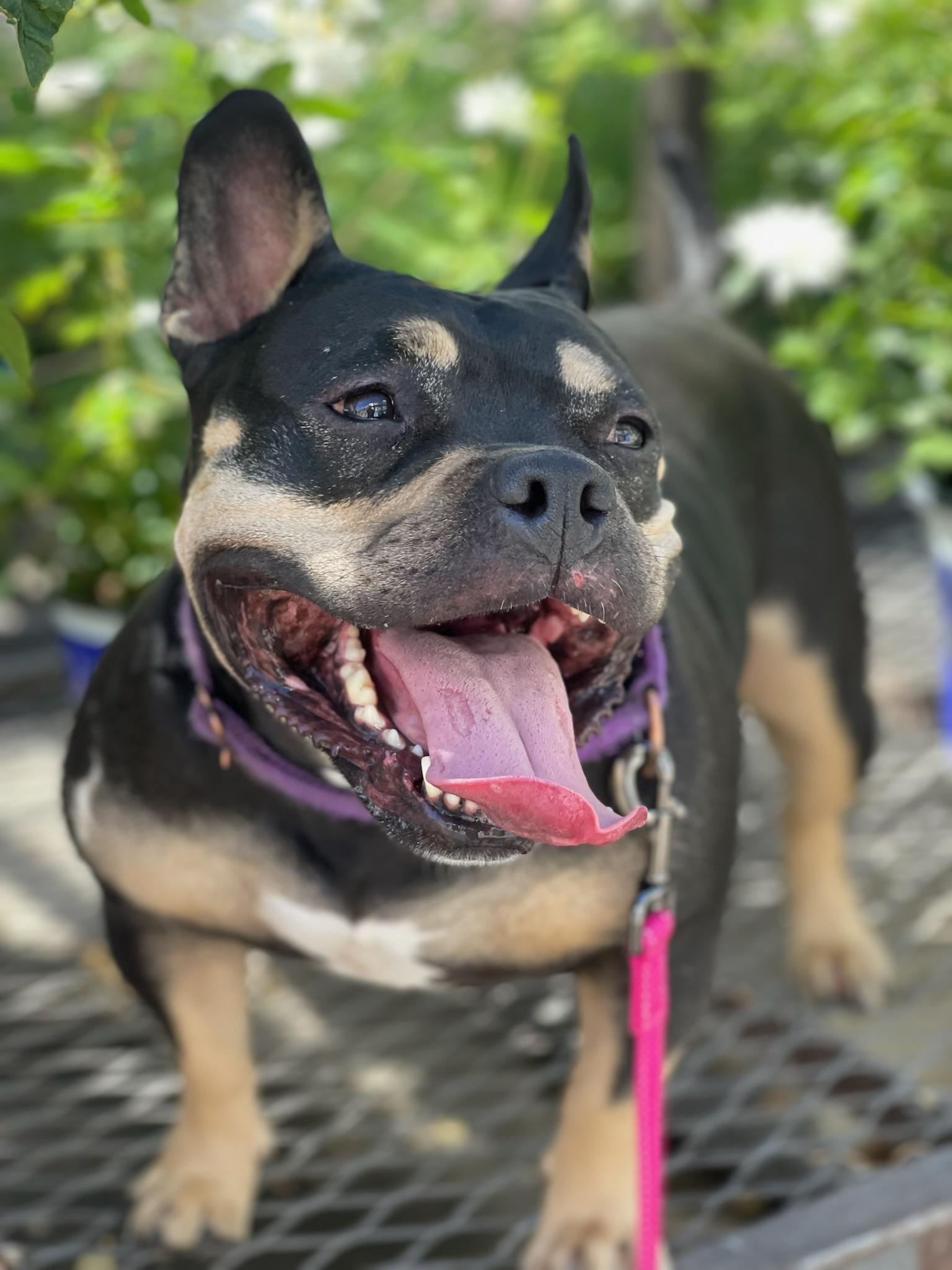 Martini, a ADOPTABLE mixed breed in Citrus Heights, CA image 5/6