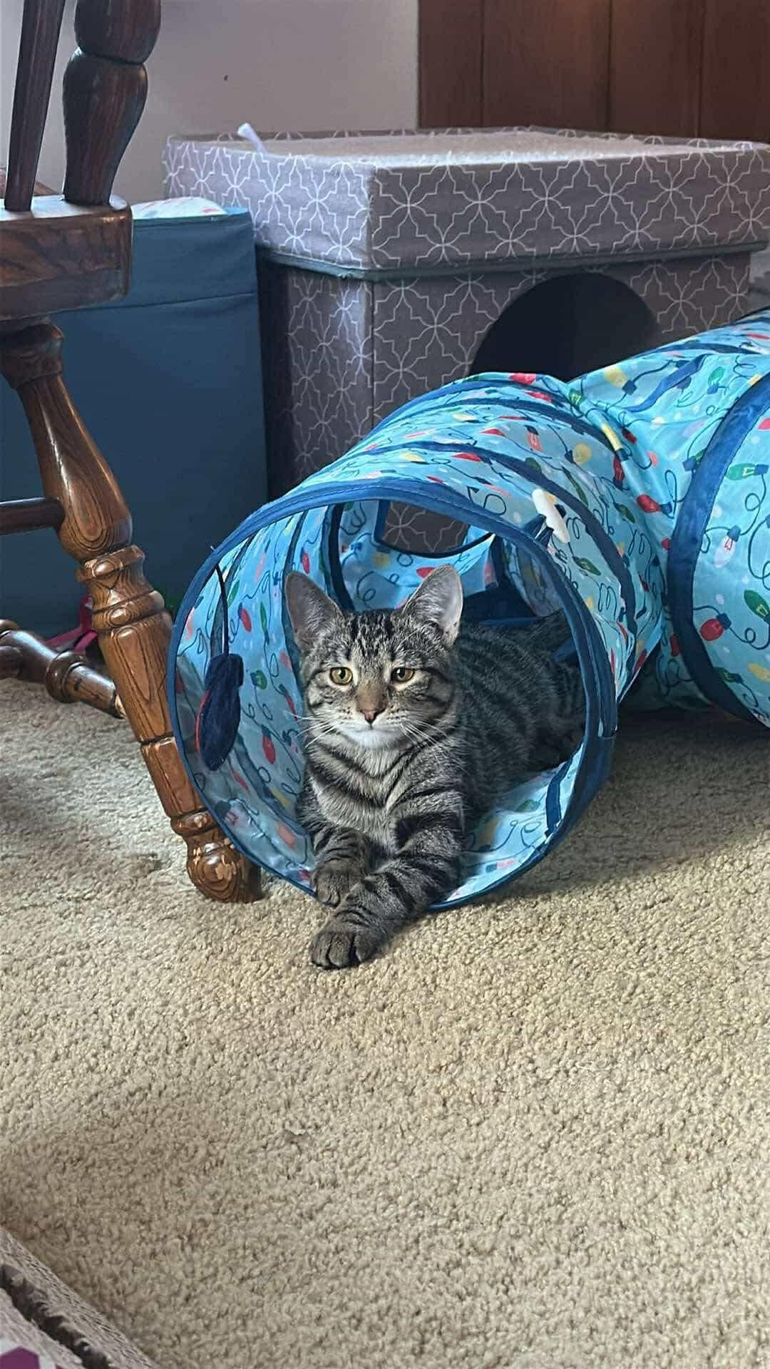 Moana, Adoptable, Young Female Domestic Short Hair.