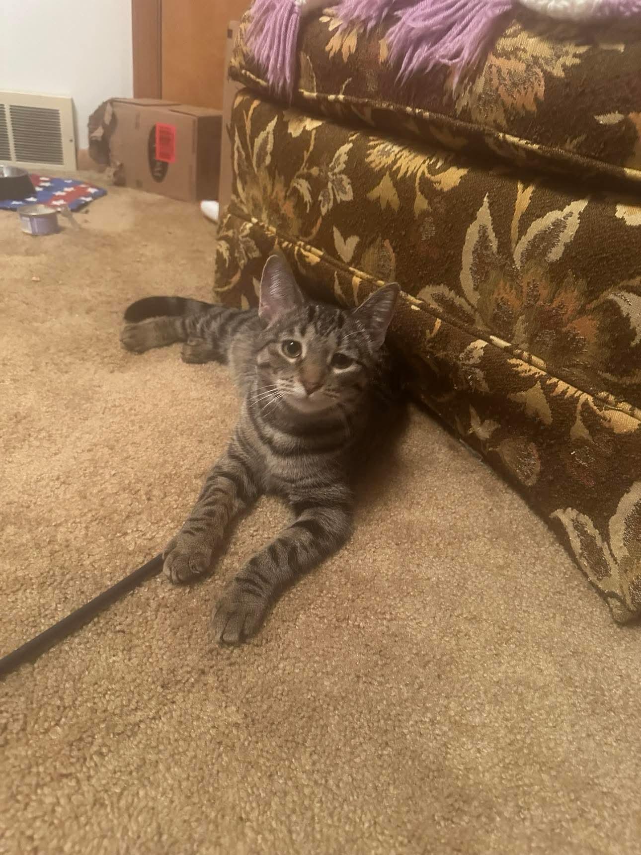 Moana, a Adoptable Domestic Short Hair in Milwaukee, WI image 2/5