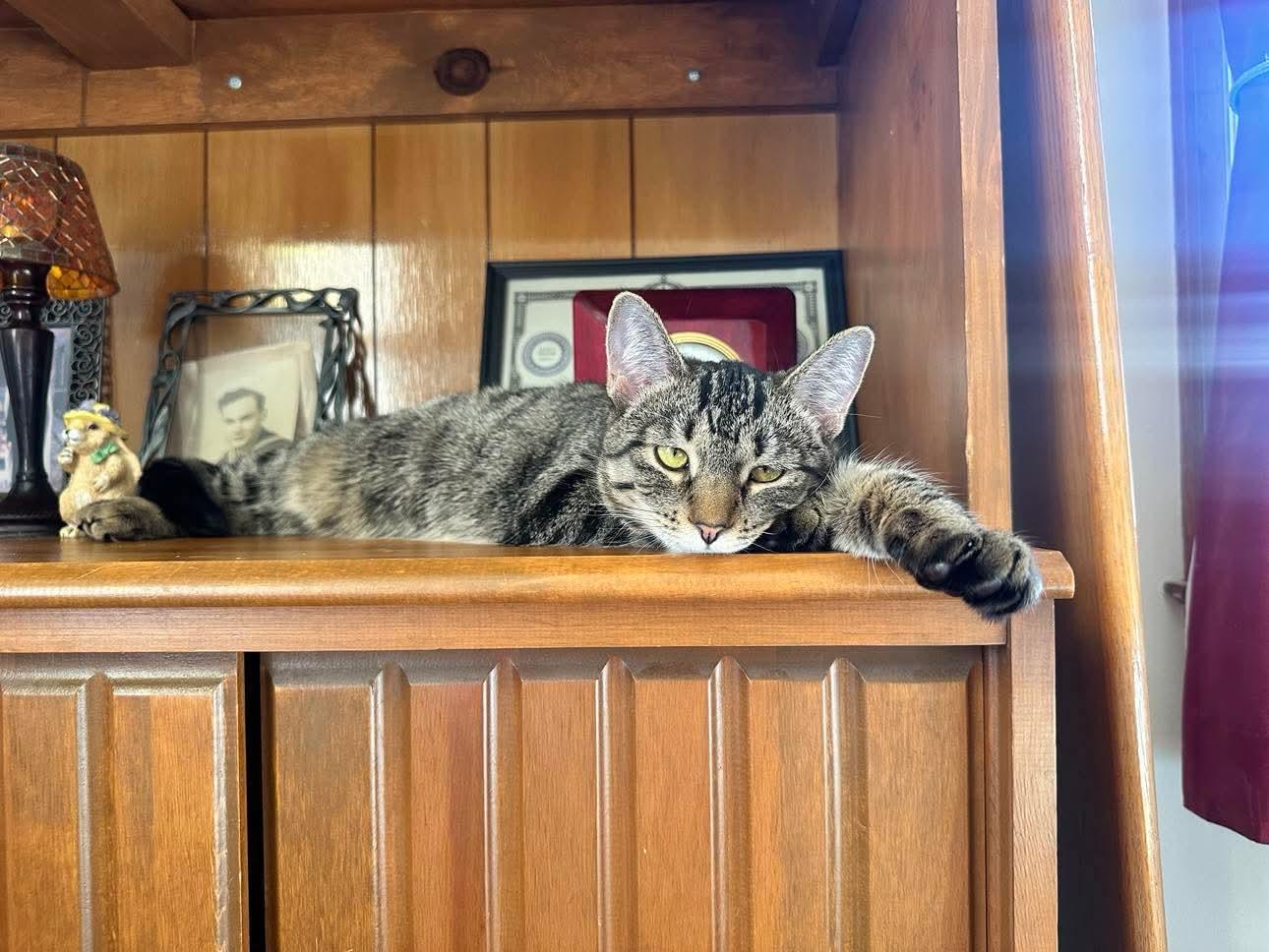 Moana, a Adoptable Domestic Short Hair in Milwaukee, WI image 3/5