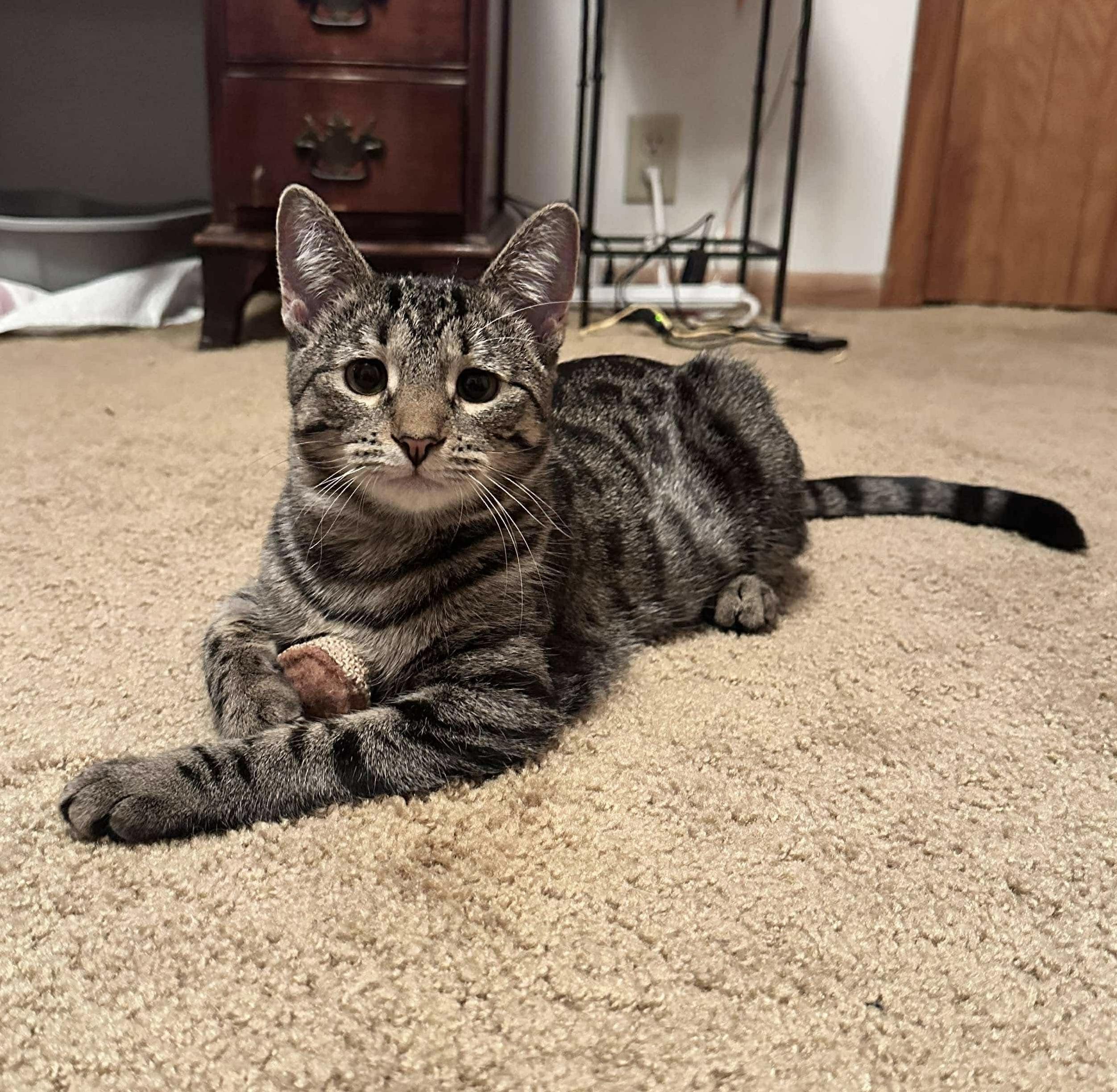 Moana, a Adoptable Domestic Short Hair in Milwaukee, WI image 5/5