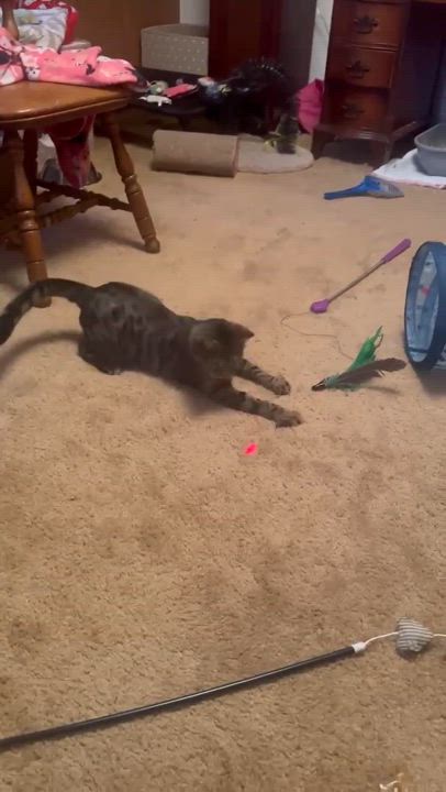 Enlarge Moana, a Adoptable Domestic Short Hair in Milwaukee, WI video 4/5