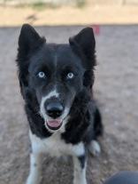 Lin, Adoptable, Adult Female Border Collie.