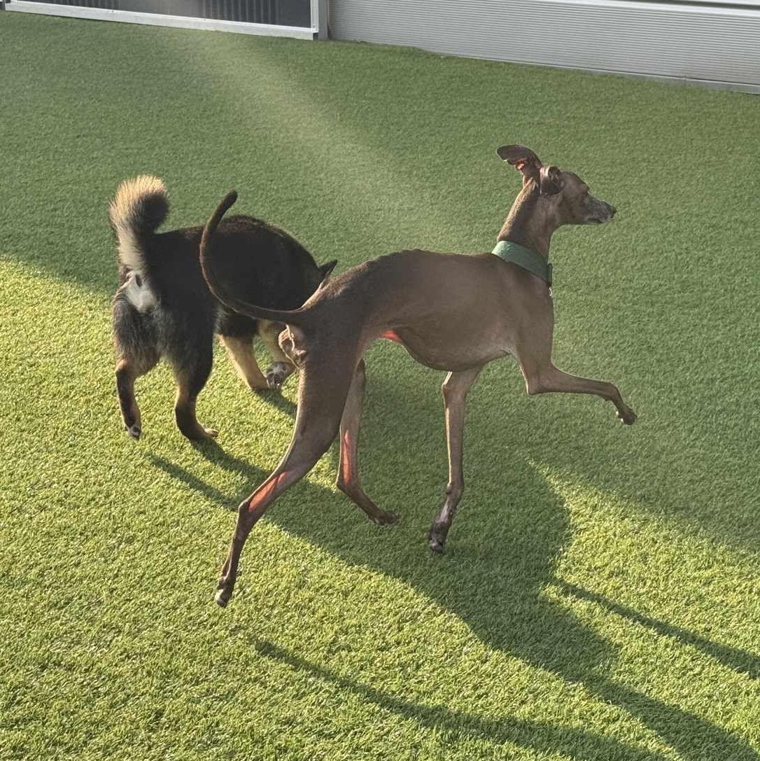 Beckham, a Adopted Italian Greyhound in Herndon, VA image 2/6