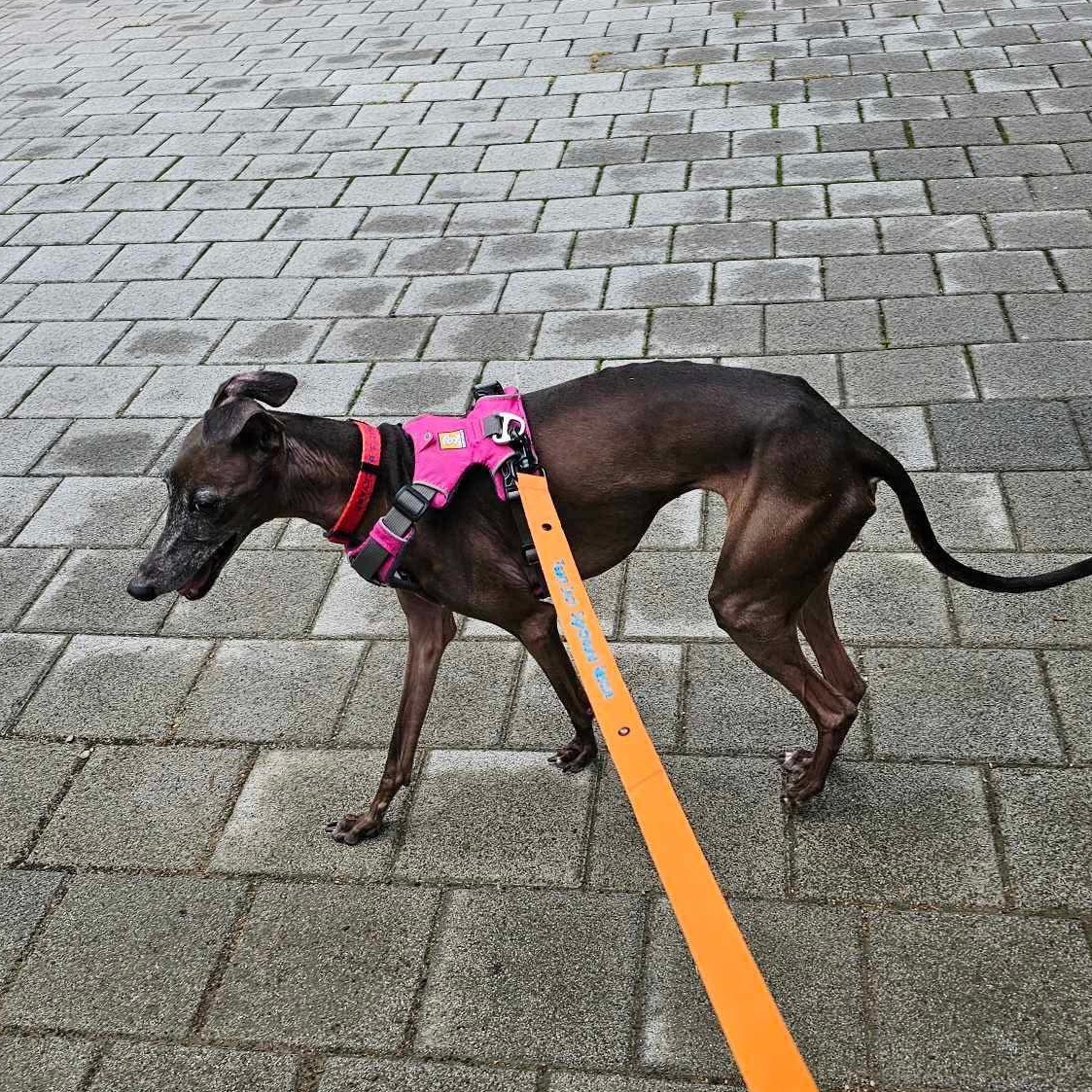 Beckham, a Adopted Italian Greyhound in Herndon, VA image 3/6