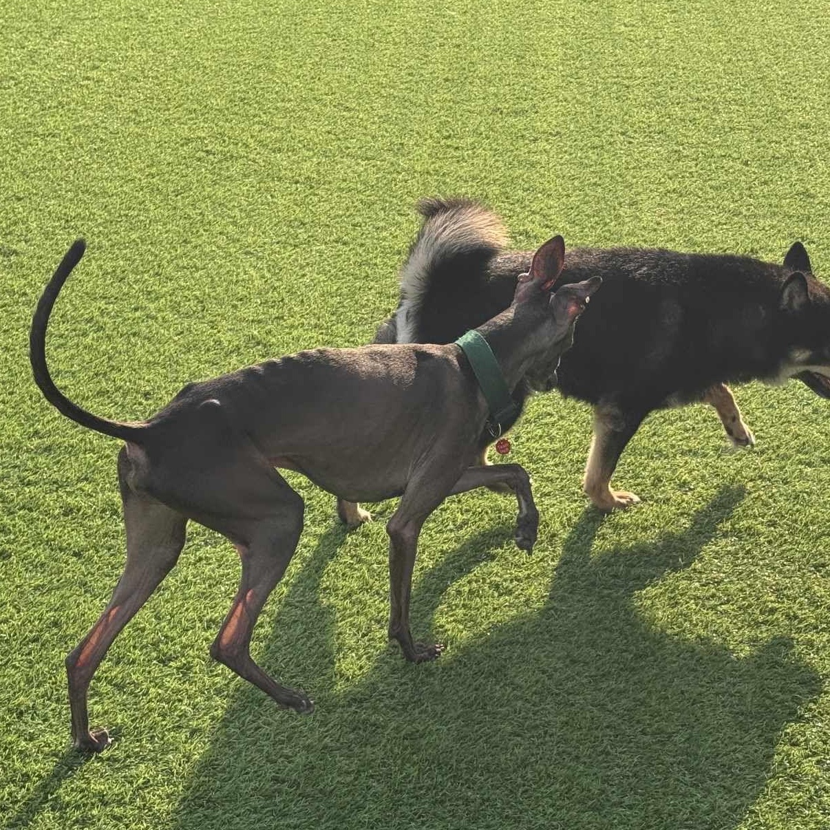 Beckham, a Adopted Italian Greyhound in Herndon, VA image 4/6