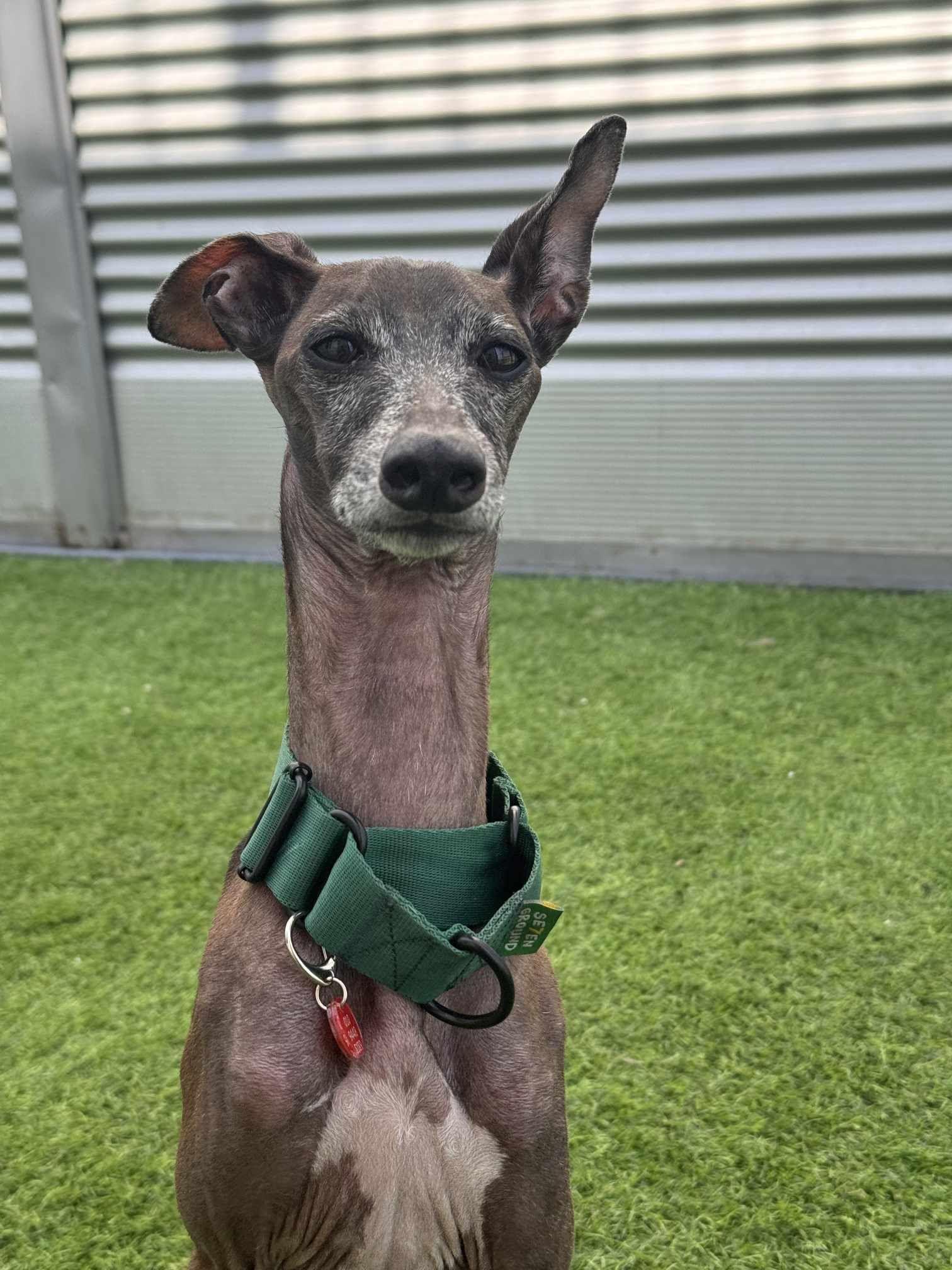 Beckham, a Adopted Italian Greyhound in Herndon, VA image 5/6