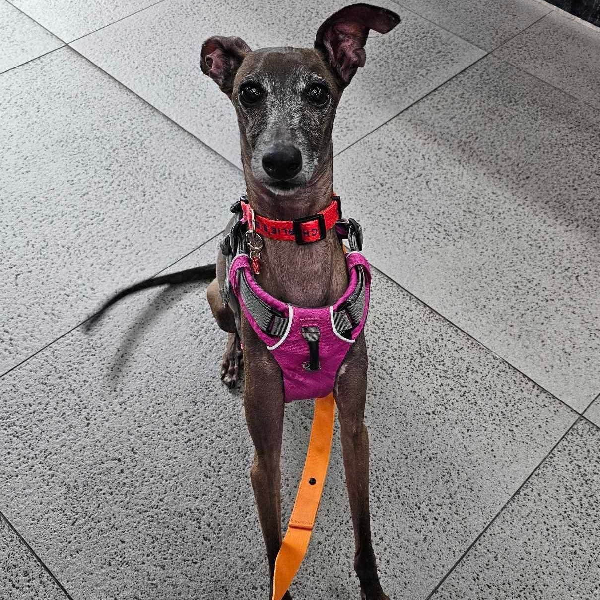 Beckham, a Adopted Italian Greyhound in Herndon, VA image 1/6