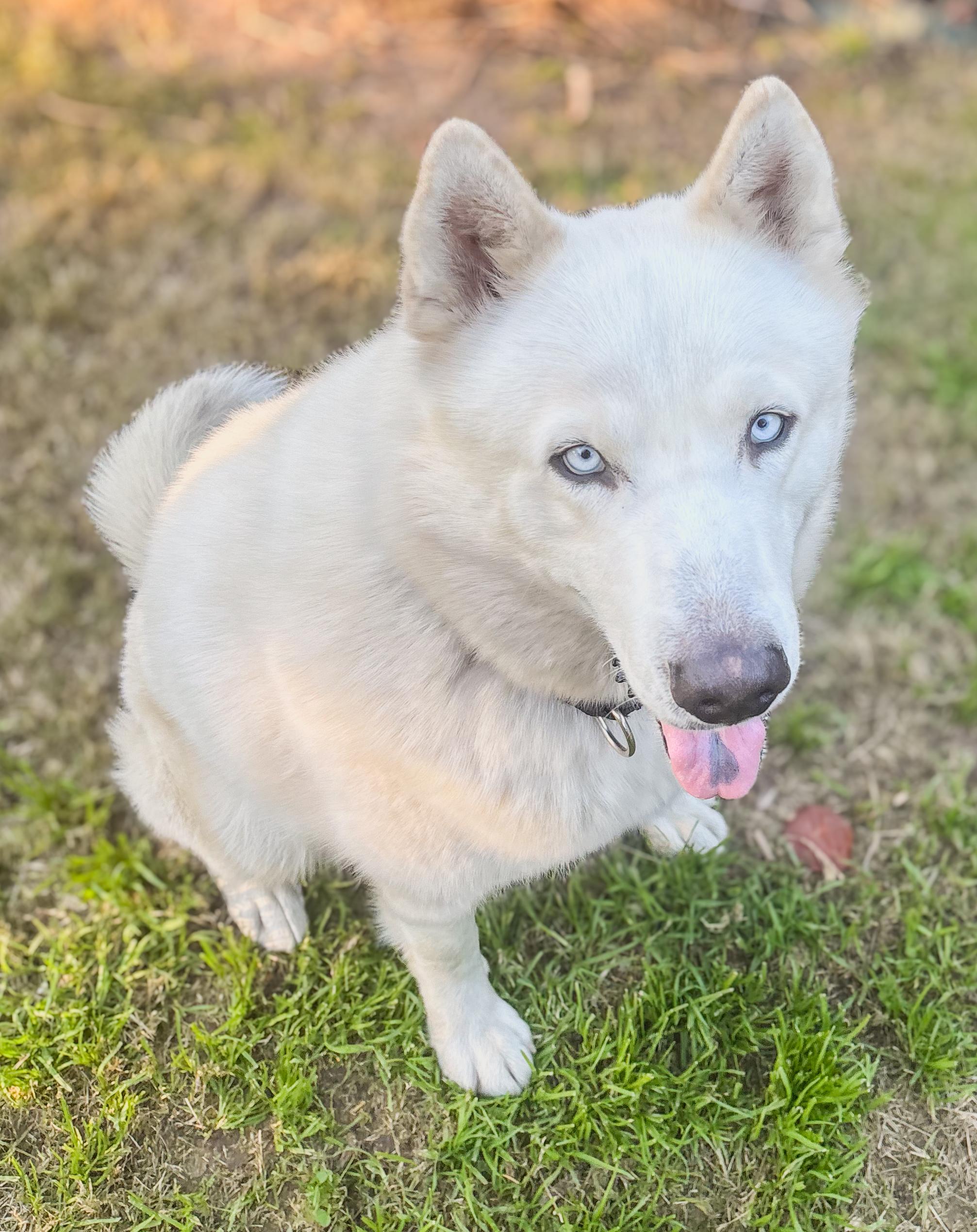 Enlarge Gasper, an adopted Siberian Husky in Scottsdale, AZ image 2/5