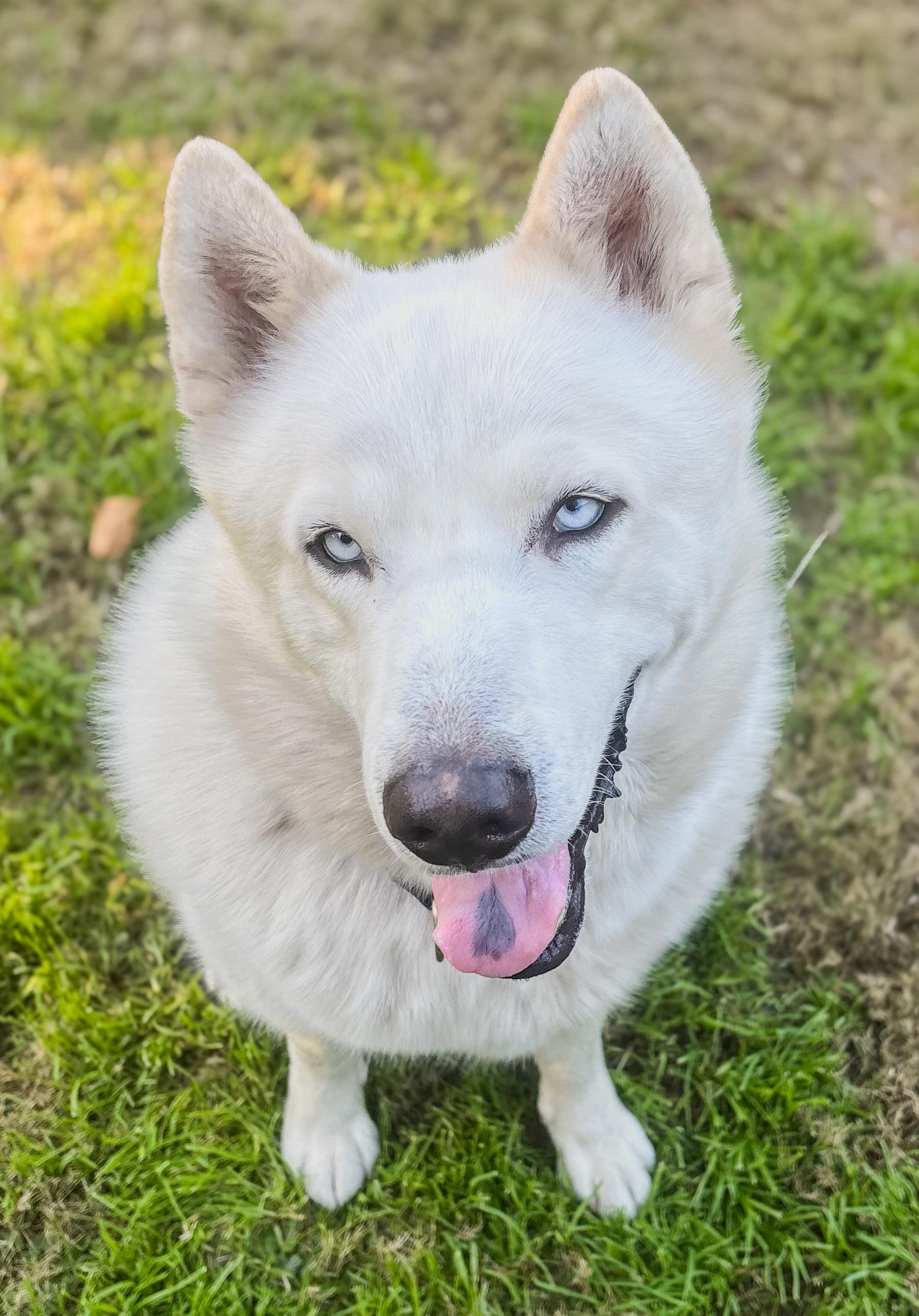 Gasper, adopted, Adult Male Siberian Husky.