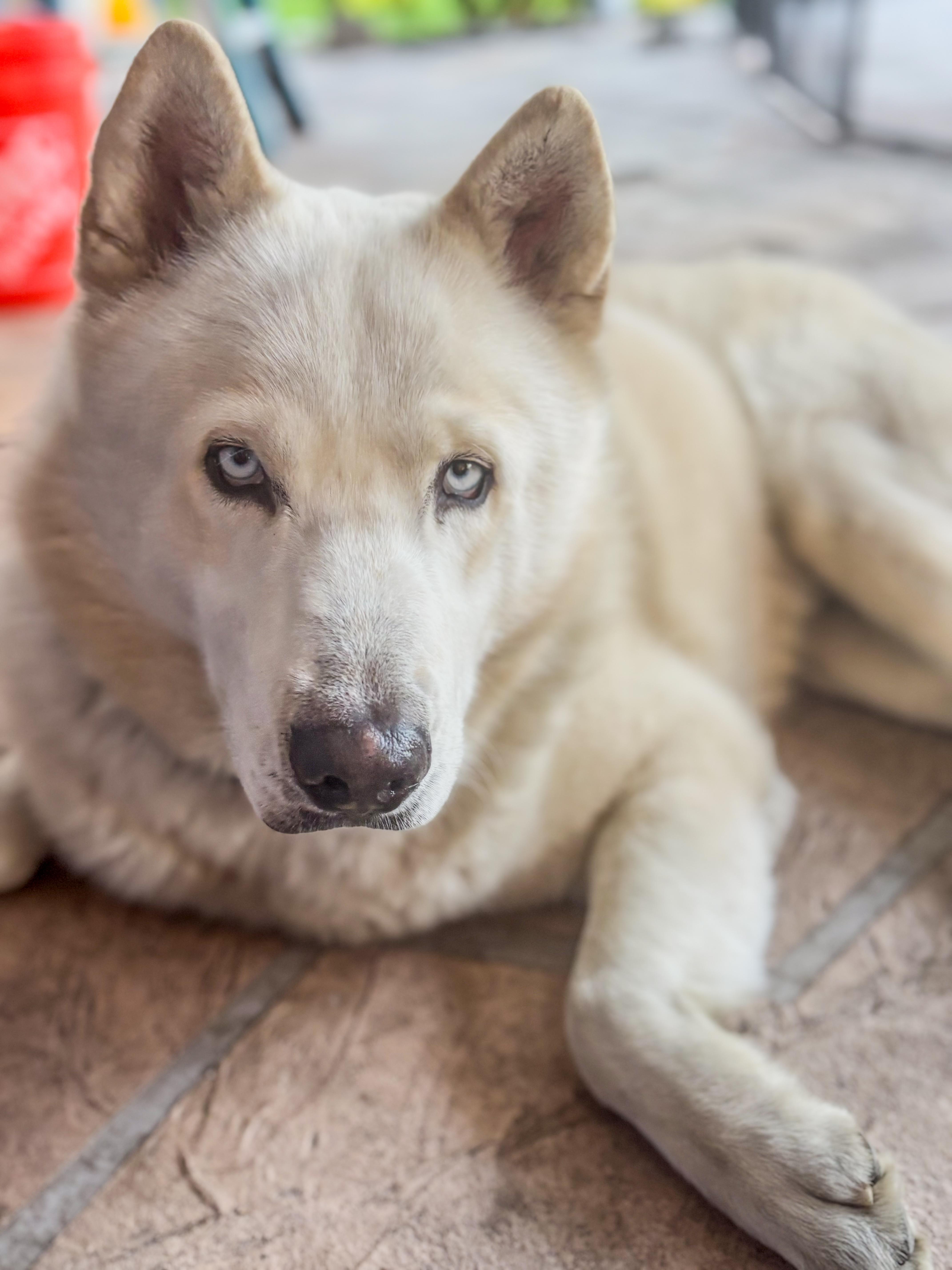 Enlarge Gasper, an adopted Siberian Husky in Scottsdale, AZ image 3/5