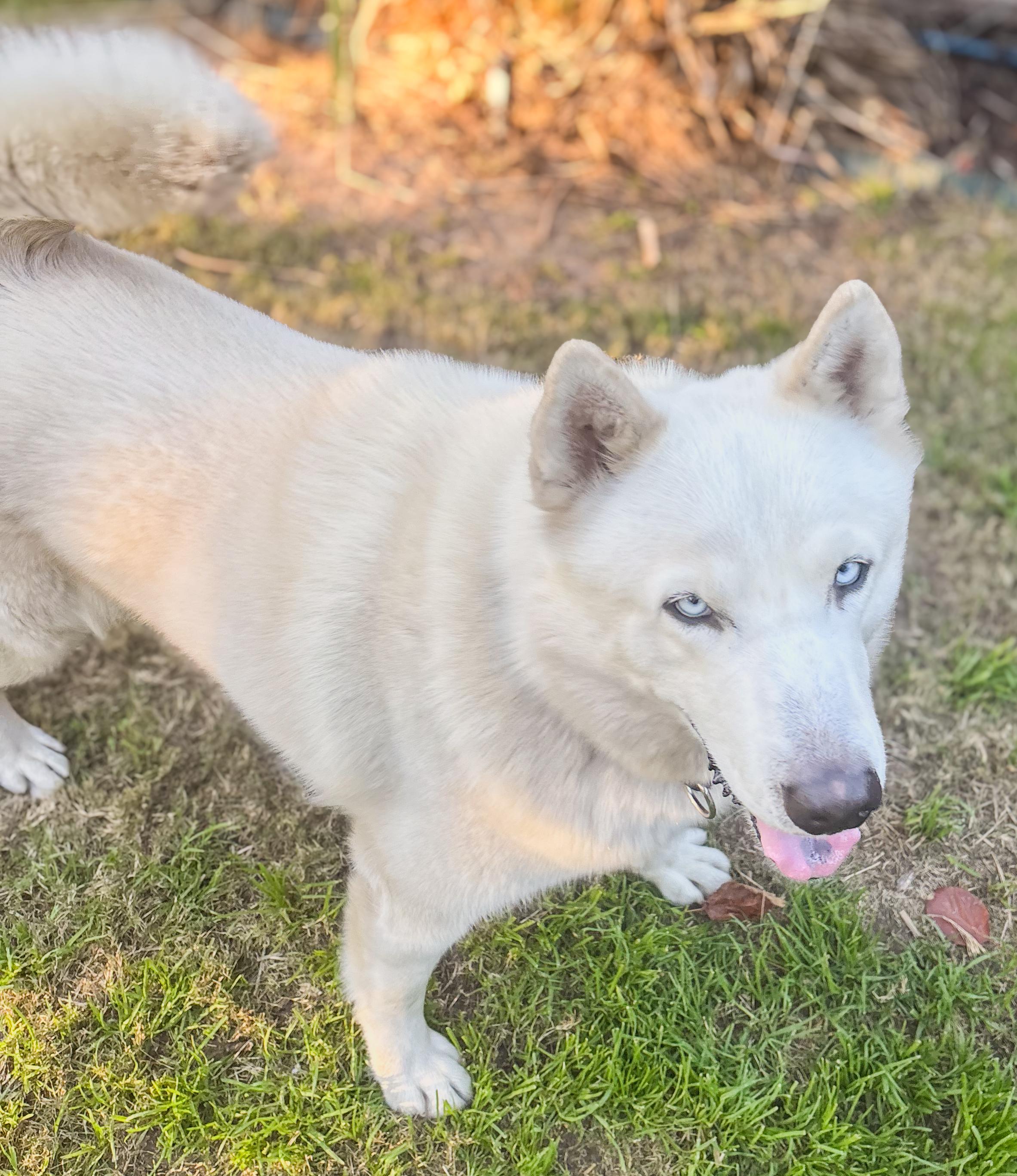 Enlarge Gasper, an adopted Siberian Husky in Scottsdale, AZ image 5/5