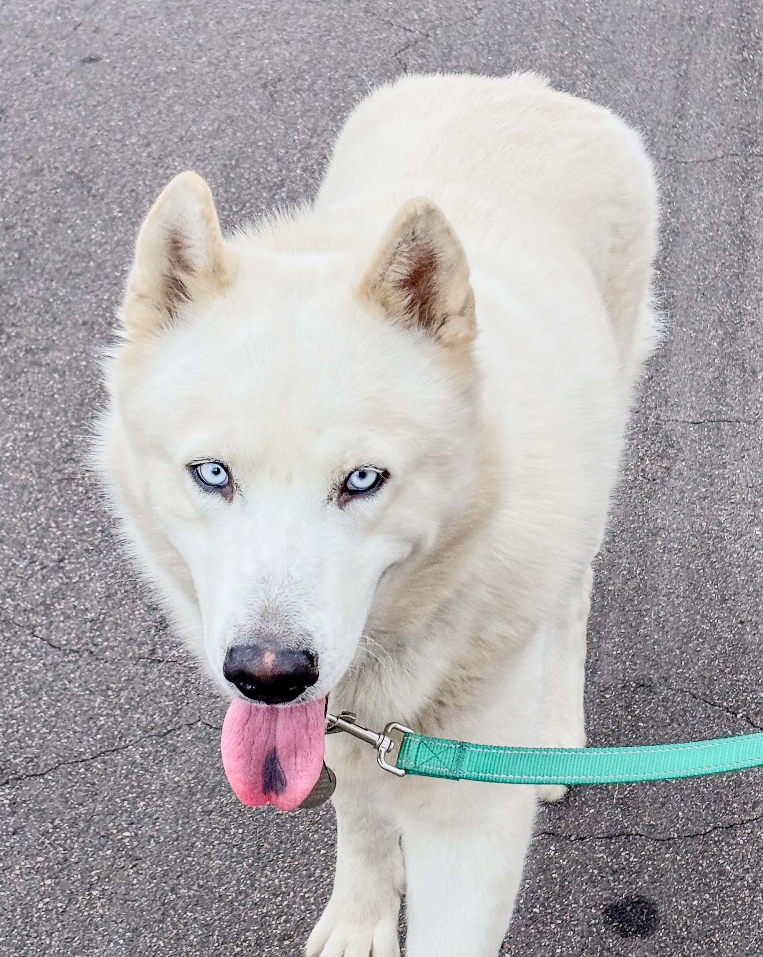 Enlarge Gasper, an adopted Siberian Husky in Scottsdale, AZ image 4/5