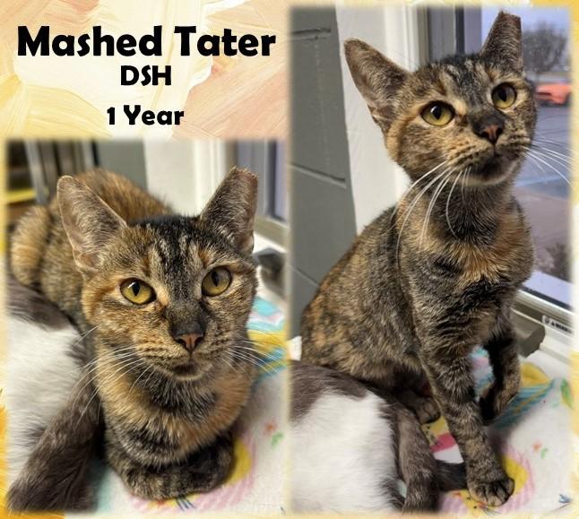Mashed Tater
