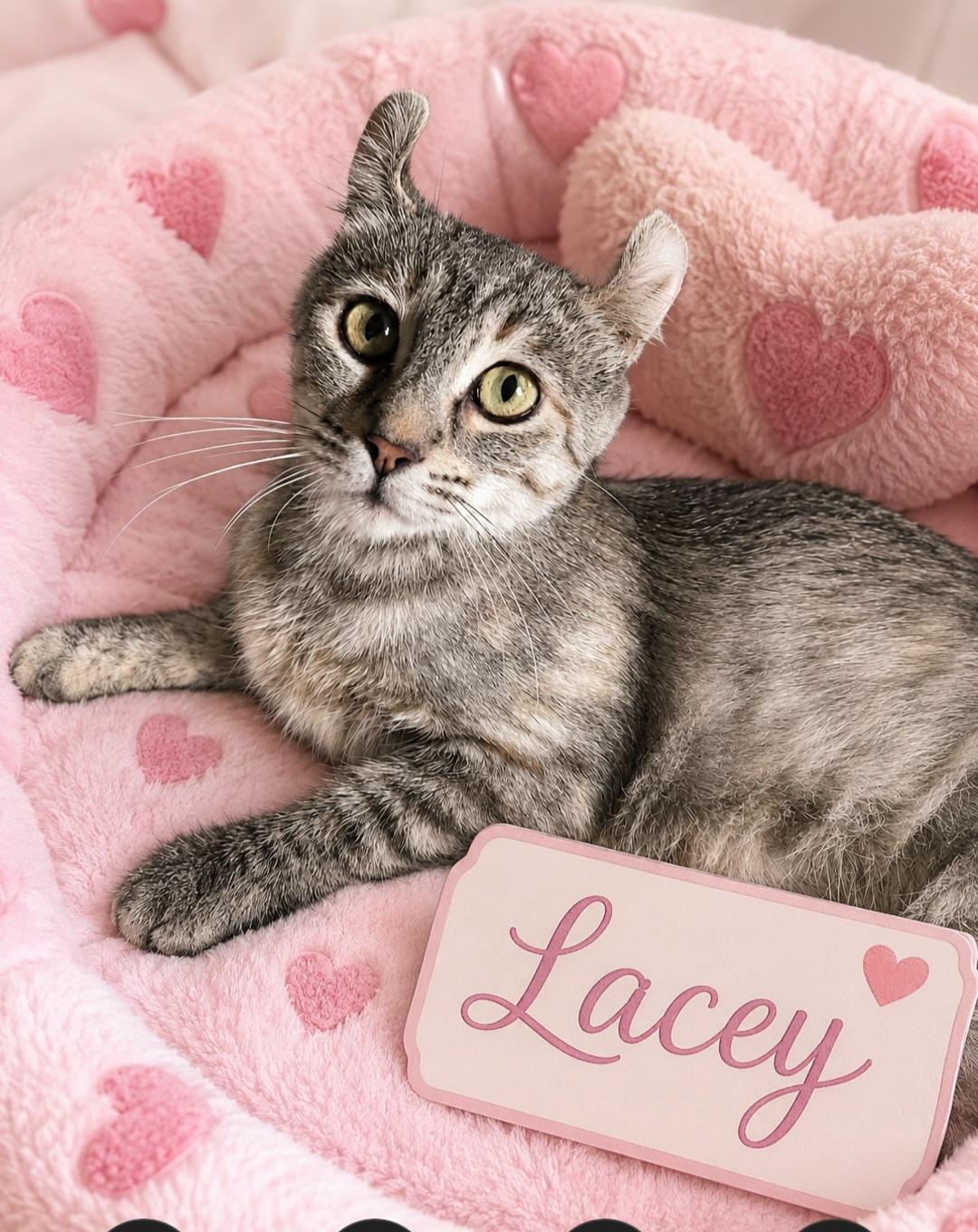 Enlarge Lacy. GF, a Adoptable American Curl in Encino, CA image 2/2