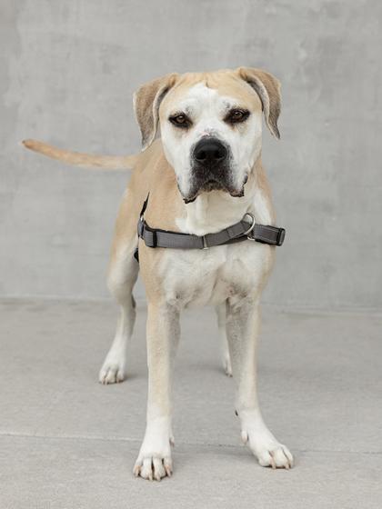 Fifi, a Adoptable mixed breed in Longmont, CO image 1/3