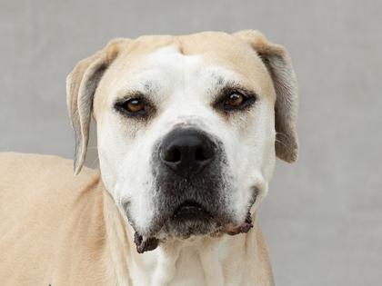 Fifi, a Adoptable mixed breed in Longmont, CO image 2/3
