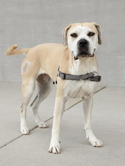 Fifi, a Adoptable mixed breed in Longmont, CO image 3/3