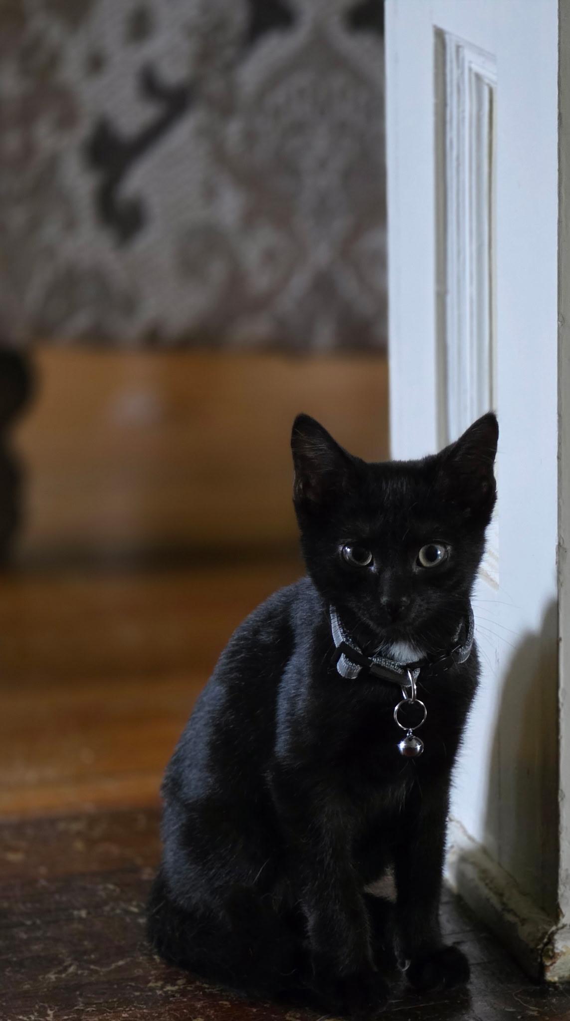 Frederick "Freddy", Adoptable, Kitten Male Domestic Short Hair.