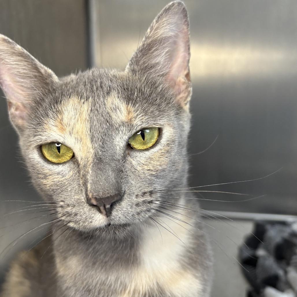 Emma, Adoptable, Adult Female American Shorthair.