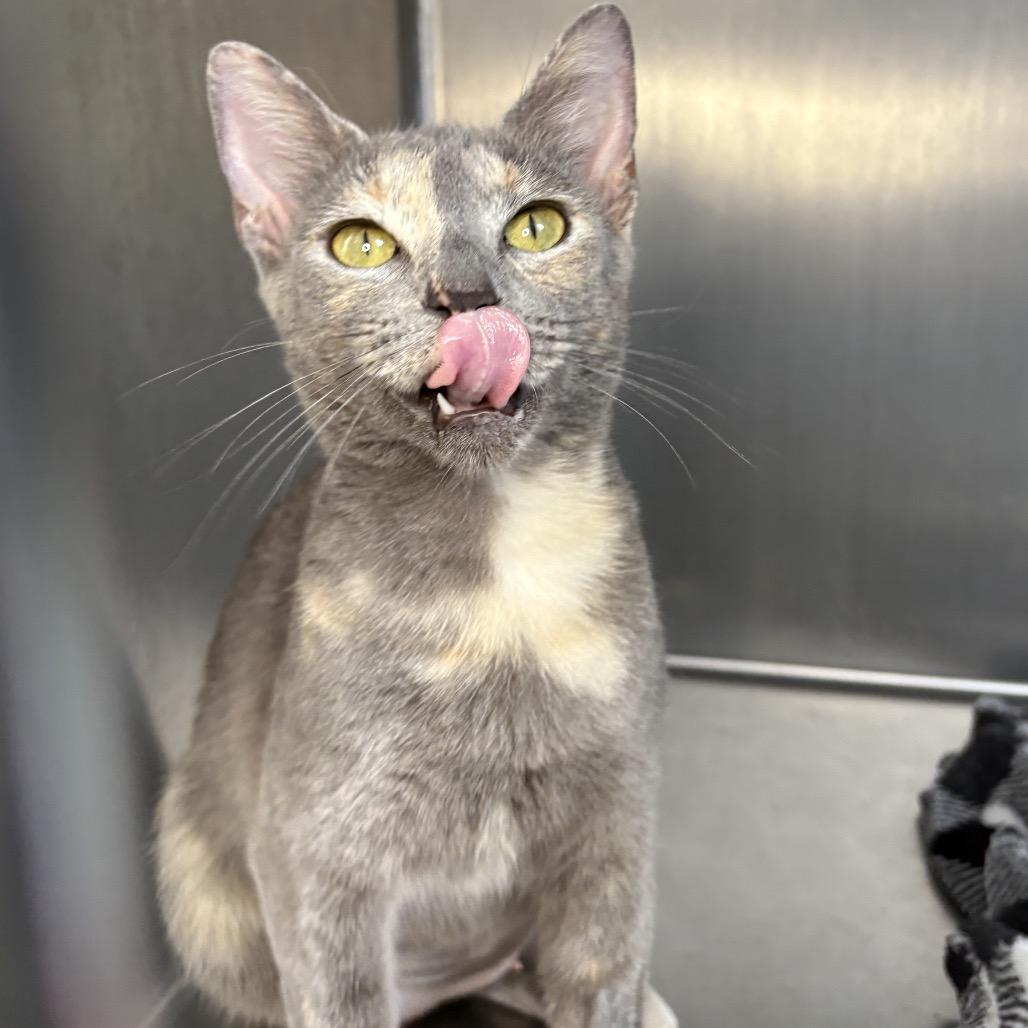 Enlarge Emma, a Adoptable American Shorthair in Arden, NC image 2/6