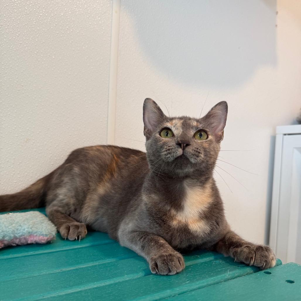 Enlarge Emma, a Adoptable American Shorthair in Arden, NC image 3/6
